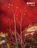 Three tall, slender plants with yellow buds rise from green grass and rocks, all set before a striking red backdrop reminiscent of a vivid painting. The cover text in the top right reads "NEWCITY April 2024 Breakout Artists," celebrating contemporary creators featured in the April 2024 Issue: Breakout Artists (Digital Edition).